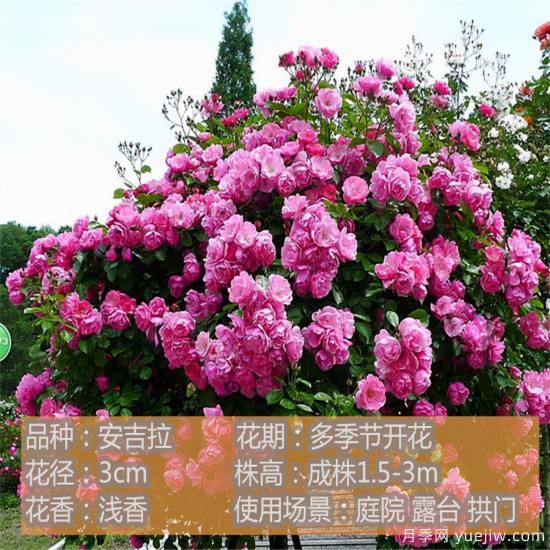 精挑推薦十個(gè)月季花品種，爭奇斗艷形態(tài)顏色各異(圖3)