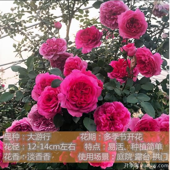 精挑推薦十個(gè)月季花品種，爭奇斗艷形態(tài)顏色各異(圖4)