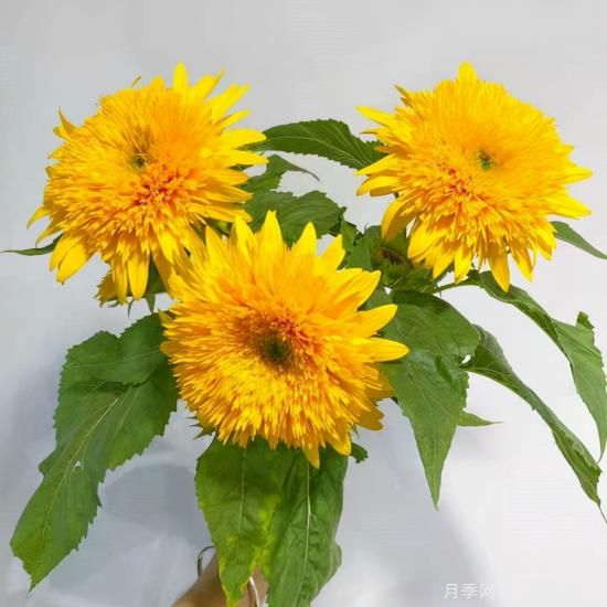100種常見(jiàn)花卉的栽培大全，送給愛(ài)養花的你(圖27)