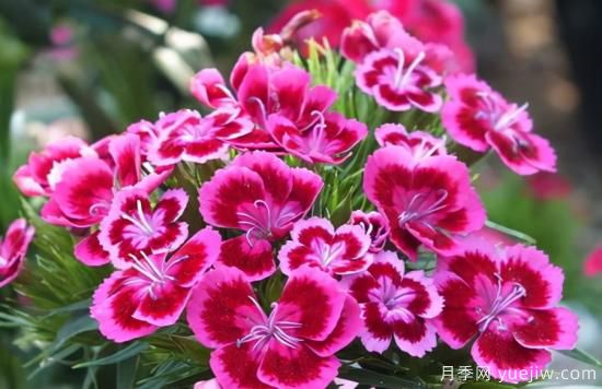 100種常見(jiàn)花卉的栽培大全，送給愛(ài)養花的你(圖28)