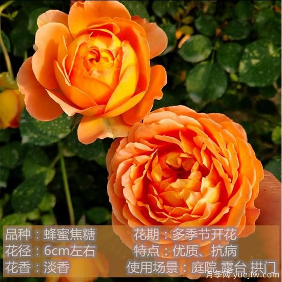 精挑推薦十個(gè)月季花品種，爭奇斗艷形態(tài)顏色各異(圖5)
