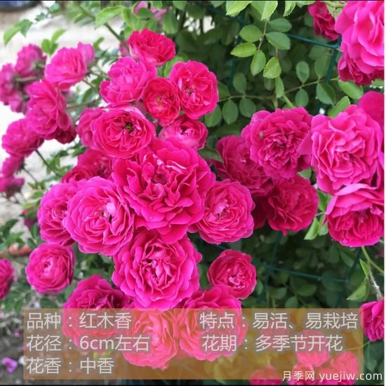 精挑推薦十個(gè)月季花品種，爭奇斗艷形態(tài)顏色各異(圖6)