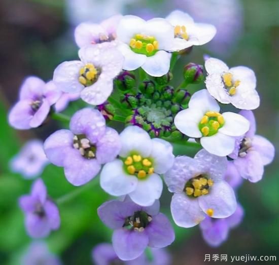 100種常見(jiàn)花卉的栽培大全，送給愛(ài)養花的你(圖29)