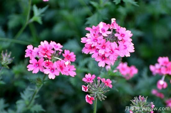 100種常見(jiàn)花卉的栽培大全，送給愛(ài)養花的你(圖30)