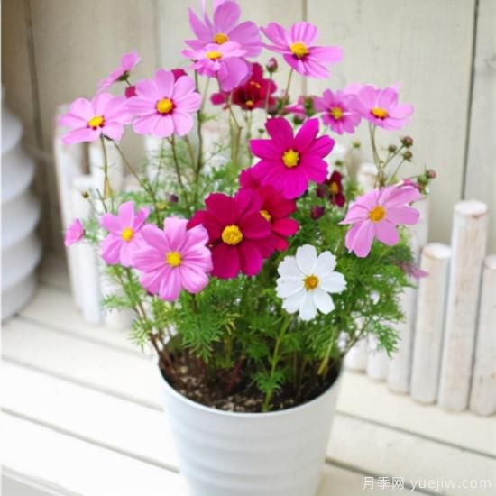 100種常見(jiàn)花卉的栽培大全，送給愛(ài)養花的你(圖31)