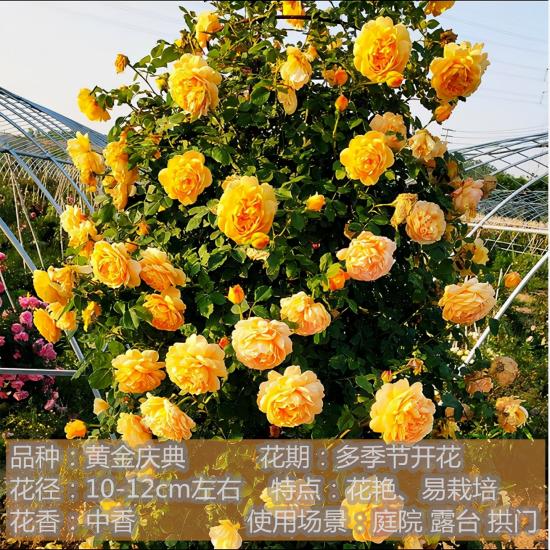 精挑推薦十個(gè)月季花品種，爭奇斗艷形態(tài)顏色各異(圖7)