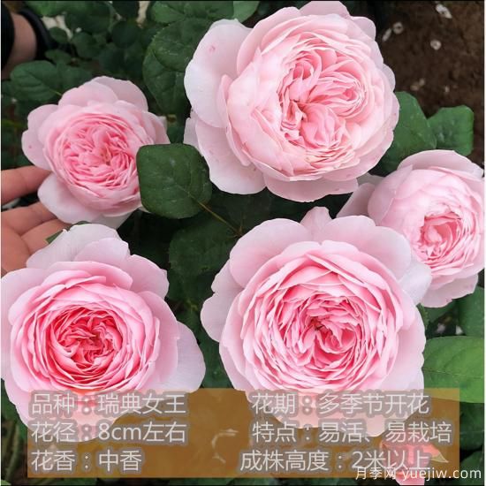 精挑推薦十個(gè)月季花品種，爭奇斗艷形態(tài)顏色各異(圖8)