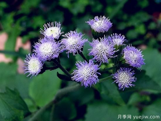 100種常見(jiàn)花卉的栽培大全，送給愛(ài)養花的你(圖33)