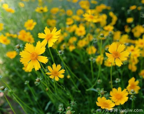 100種常見(jiàn)花卉的栽培大全，送給愛(ài)養花的你(圖35)