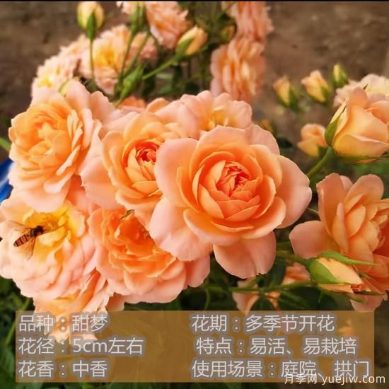 精挑推薦十個(gè)月季花品種，爭奇斗艷形態(tài)顏色各異(圖9)