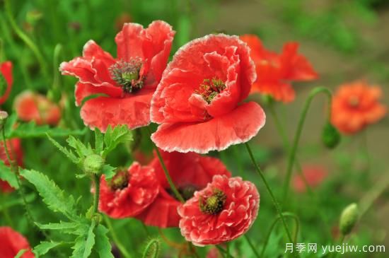 100種常見(jiàn)花卉的栽培大全，送給愛(ài)養花的你(圖36)