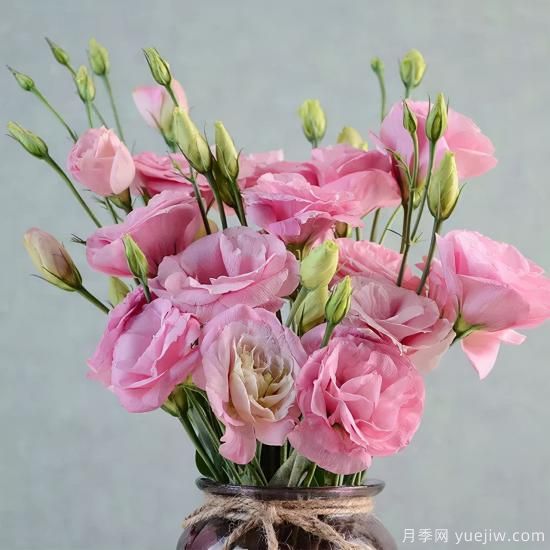 100種常見(jiàn)花卉的栽培大全，送給愛(ài)養花的你(圖37)