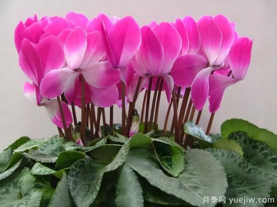 100種常見(jiàn)花卉的栽培大全，送給愛(ài)養花的你(圖39)
