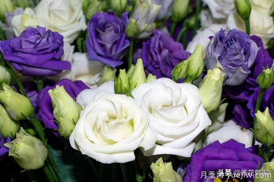 適合秋播花卉的10大品種，明年花開(kāi)滿(mǎn)陽(yáng)臺(圖1)