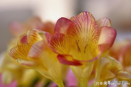 適合秋播花卉的10大品種，明年花開(kāi)滿(mǎn)陽(yáng)臺(圖2)