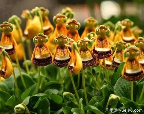 100種常見(jiàn)花卉的栽培大全，送給愛(ài)養花的你(圖41)