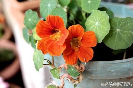 適合秋播花卉的10大品種，明年花開(kāi)滿(mǎn)陽(yáng)臺(圖3)