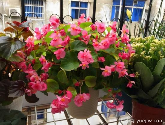 100種常見(jiàn)花卉的栽培大全，送給愛(ài)養花的你(圖42)