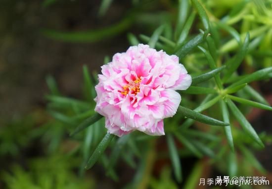適合秋播花卉的10大品種，明年花開(kāi)滿(mǎn)陽(yáng)臺(圖4)