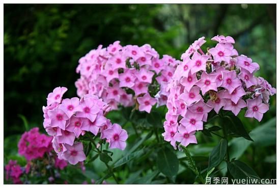 100種常見(jiàn)花卉的栽培大全，送給愛(ài)養花的你(圖43)