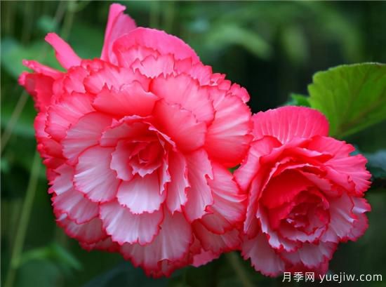 100種常見(jiàn)花卉的栽培大全，送給愛(ài)養花的你(圖44)