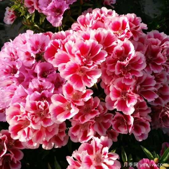 100種常見(jiàn)花卉的栽培大全，送給愛(ài)養花的你(圖45)