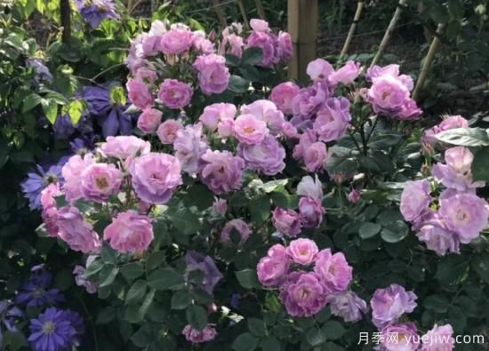 紫色月季花有哪些品種？分享30款紫色月季(圖27)