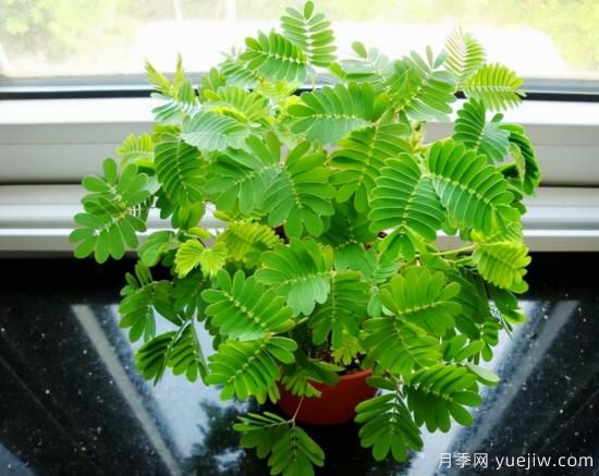 100種常見(jiàn)花卉的栽培大全，送給愛(ài)養花的你(圖47)
