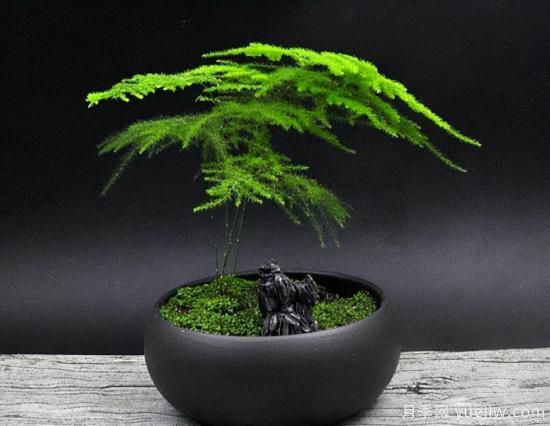 100種常見(jiàn)花卉的栽培大全，送給愛(ài)養花的你(圖49)