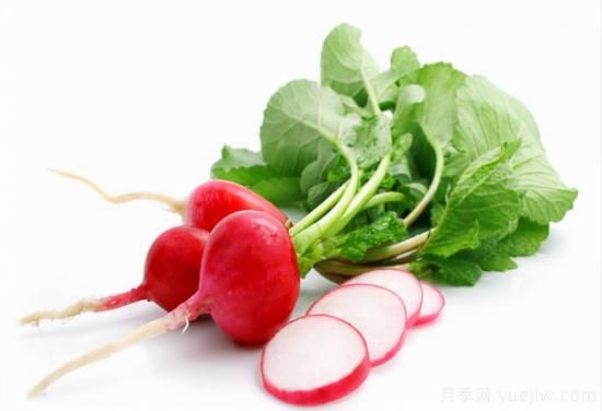 100種常見(jiàn)花卉的栽培大全，送給愛(ài)養花的你(圖52)