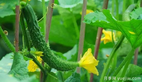 100種常見(jiàn)花卉的栽培大全，送給愛(ài)養花的你(圖53)