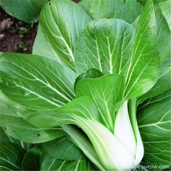 100種常見(jiàn)花卉的栽培大全，送給愛(ài)養花的你(圖54)