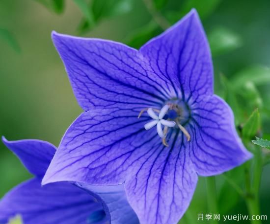 100種常見(jiàn)花卉的栽培大全，送給愛(ài)養花的你(圖55)