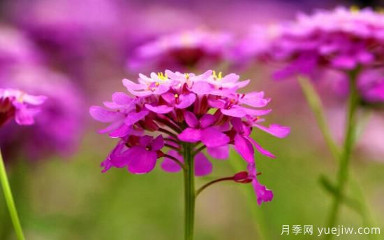 100種常見(jiàn)花卉的栽培大全，送給愛(ài)養花的你(圖57)