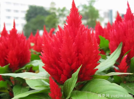100種常見(jiàn)花卉的栽培大全，送給愛(ài)養花的你(圖60)