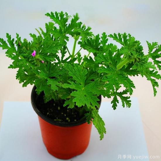 100種常見(jiàn)花卉的栽培大全，送給愛(ài)養花的你(圖63)