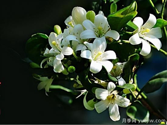 100種常見(jiàn)花卉的栽培大全，送給愛(ài)養花的你(圖62)