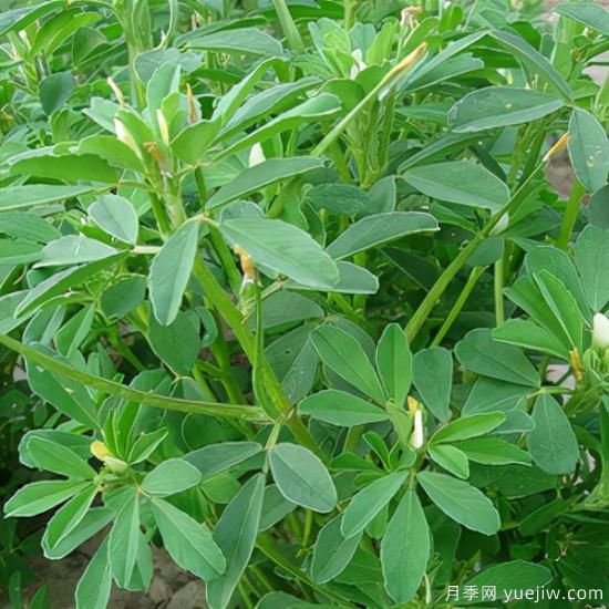 100種常見(jiàn)花卉的栽培大全，送給愛(ài)養花的你(圖64)