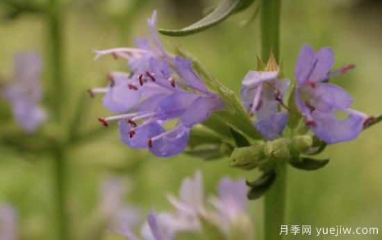 100種常見(jiàn)花卉的栽培大全，送給愛(ài)養花的你(圖65)