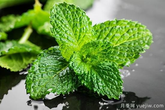 100種常見(jiàn)花卉的栽培大全，送給愛(ài)養花的你(圖66)