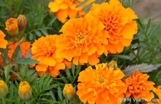 100種常見(jiàn)花卉的栽培大全，送給愛(ài)養花的你(圖67)