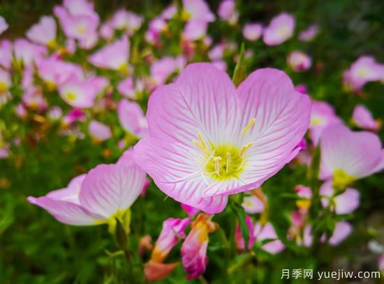 100種常見(jiàn)花卉的栽培大全，送給愛(ài)養花的你(圖68)