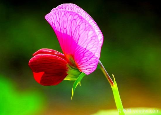 100種常見(jiàn)花卉的栽培大全，送給愛(ài)養花的你(圖69)
