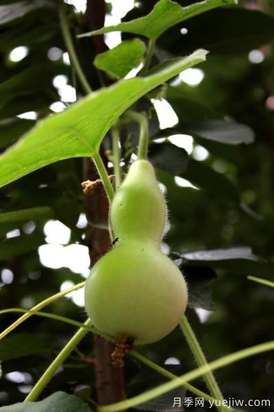 100種常見(jiàn)花卉的栽培大全，送給愛(ài)養花的你(圖70)
