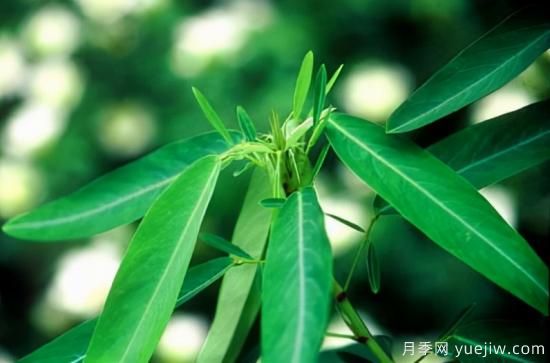 100種常見(jiàn)花卉的栽培大全，送給愛(ài)養花的你(圖71)