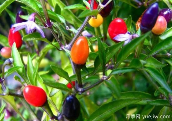 100種常見(jiàn)花卉的栽培大全，送給愛(ài)養花的你(圖72)