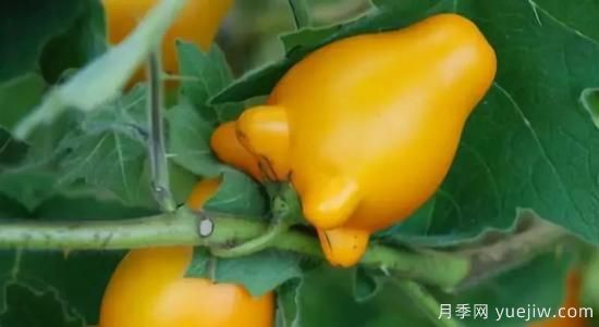 100種常見(jiàn)花卉的栽培大全，送給愛(ài)養花的你(圖75)