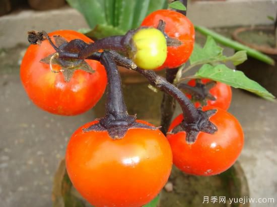 100種常見(jiàn)花卉的栽培大全，送給愛(ài)養花的你(圖73)