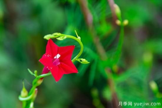 100種常見(jiàn)花卉的栽培大全，送給愛(ài)養花的你(圖74)