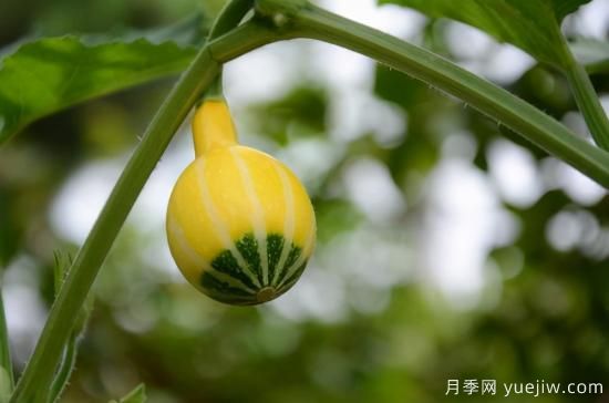 100種常見(jiàn)花卉的栽培大全，送給愛(ài)養花的你(圖76)